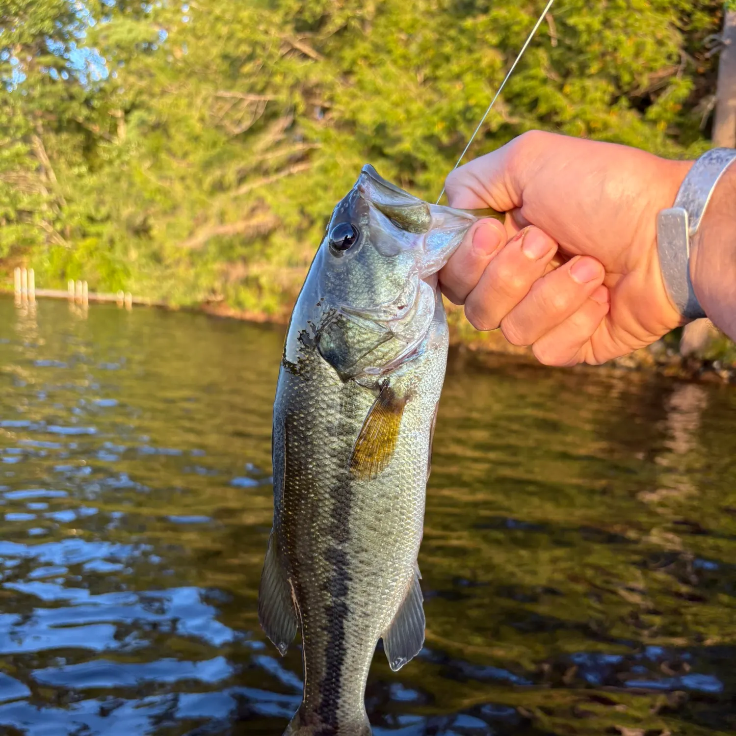 Largemouth bass caught on Fishbrain