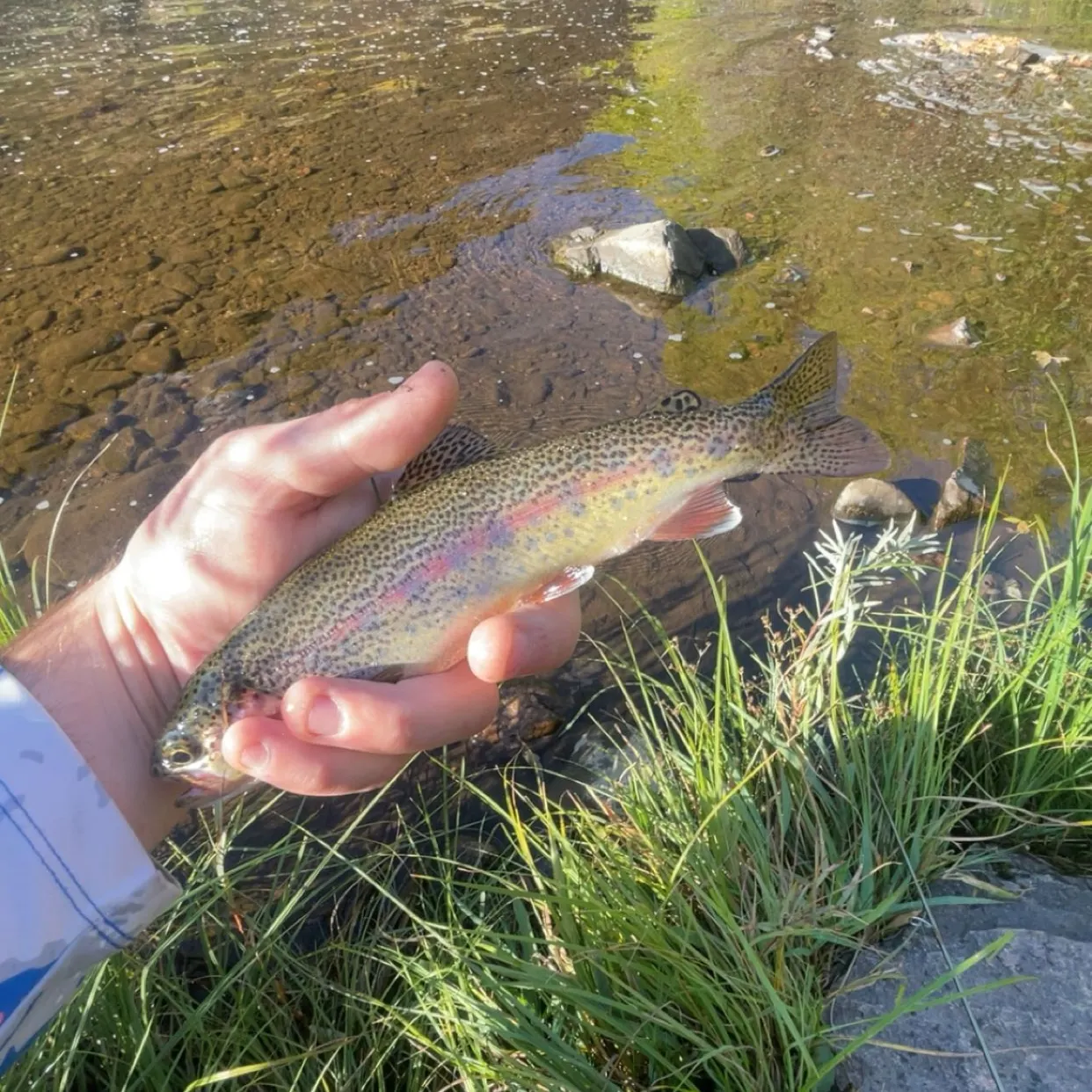 Cutbow caught on Fishbrain