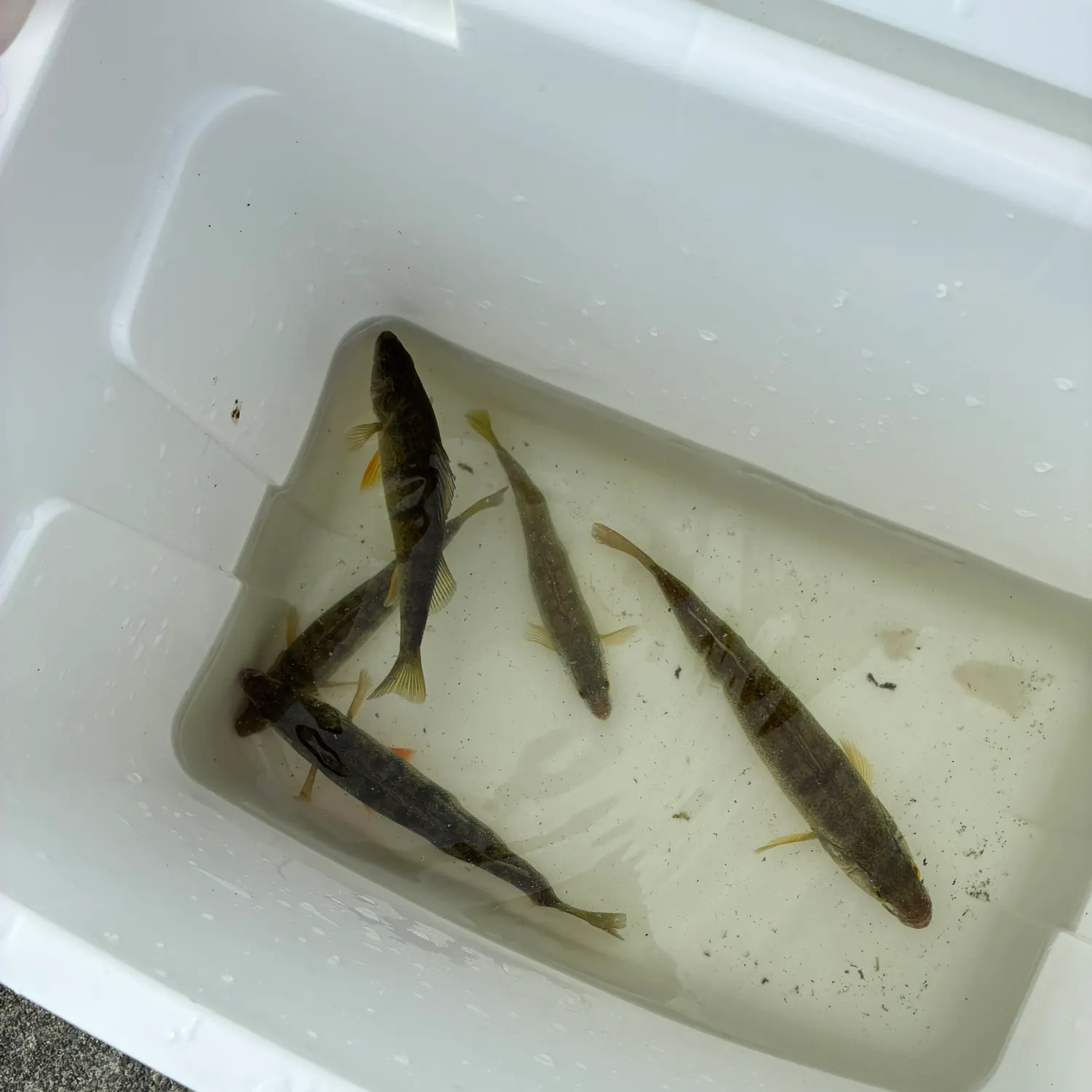 Yellow perch caught on Fishbrain
