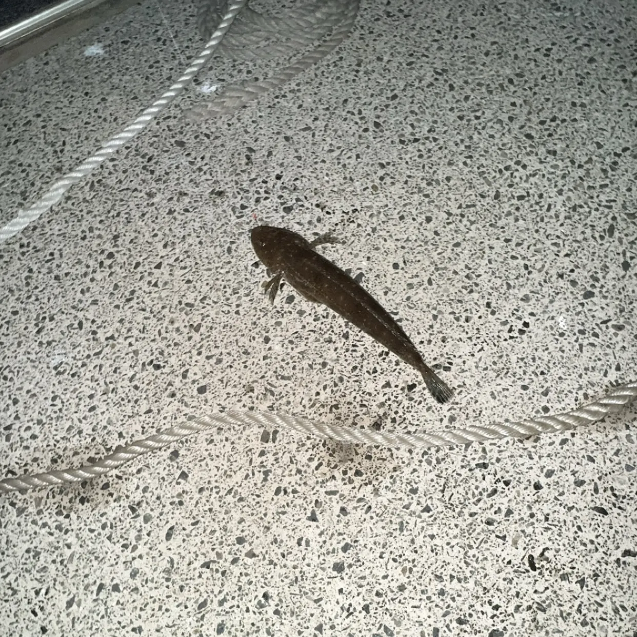 The most recent Dusky flathead catches on Fishbrain