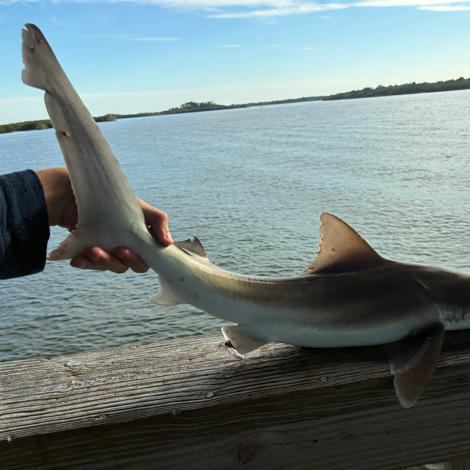 The most recent Sandbar shark catches on Fishbrain