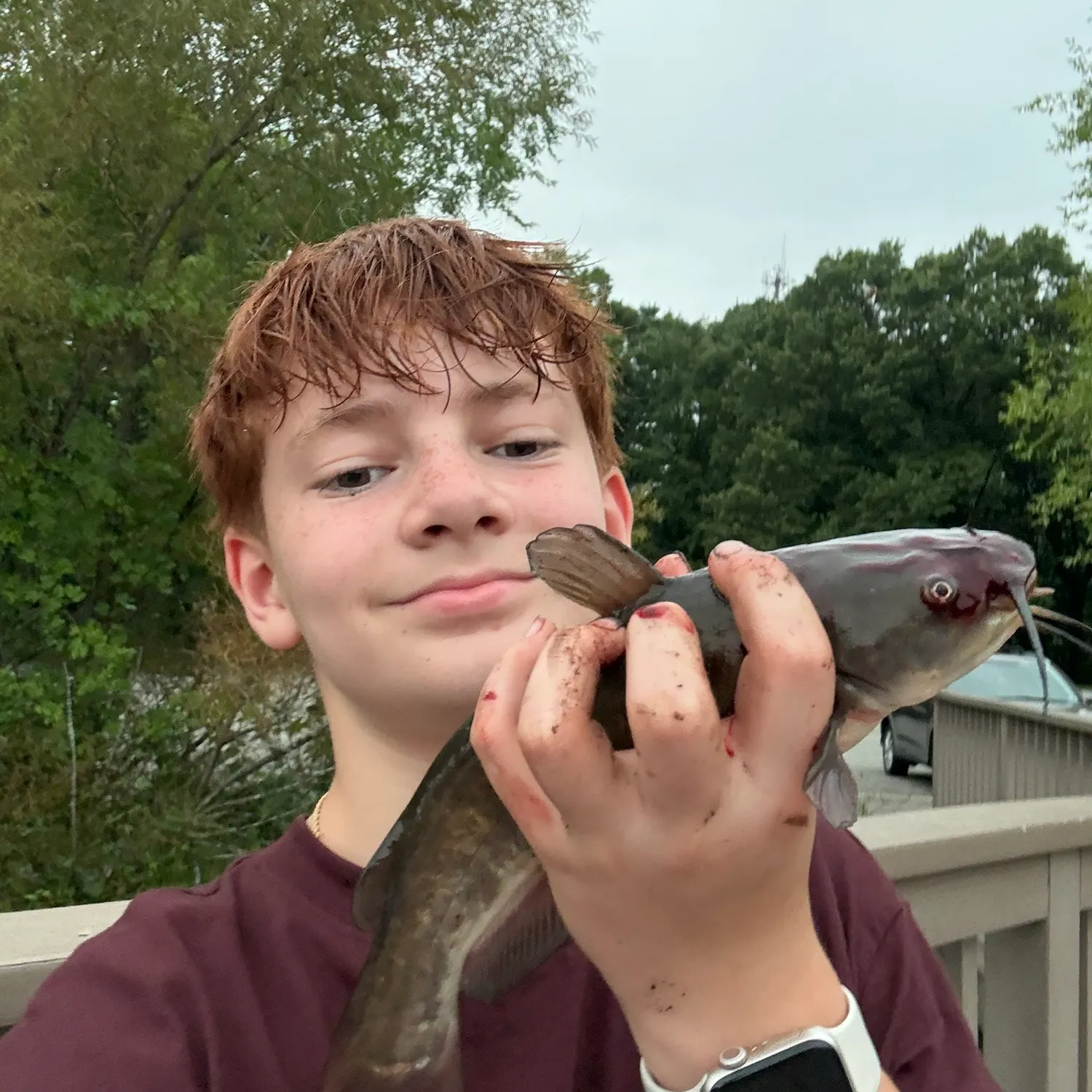 Brown bullhead caught on Fishbrain