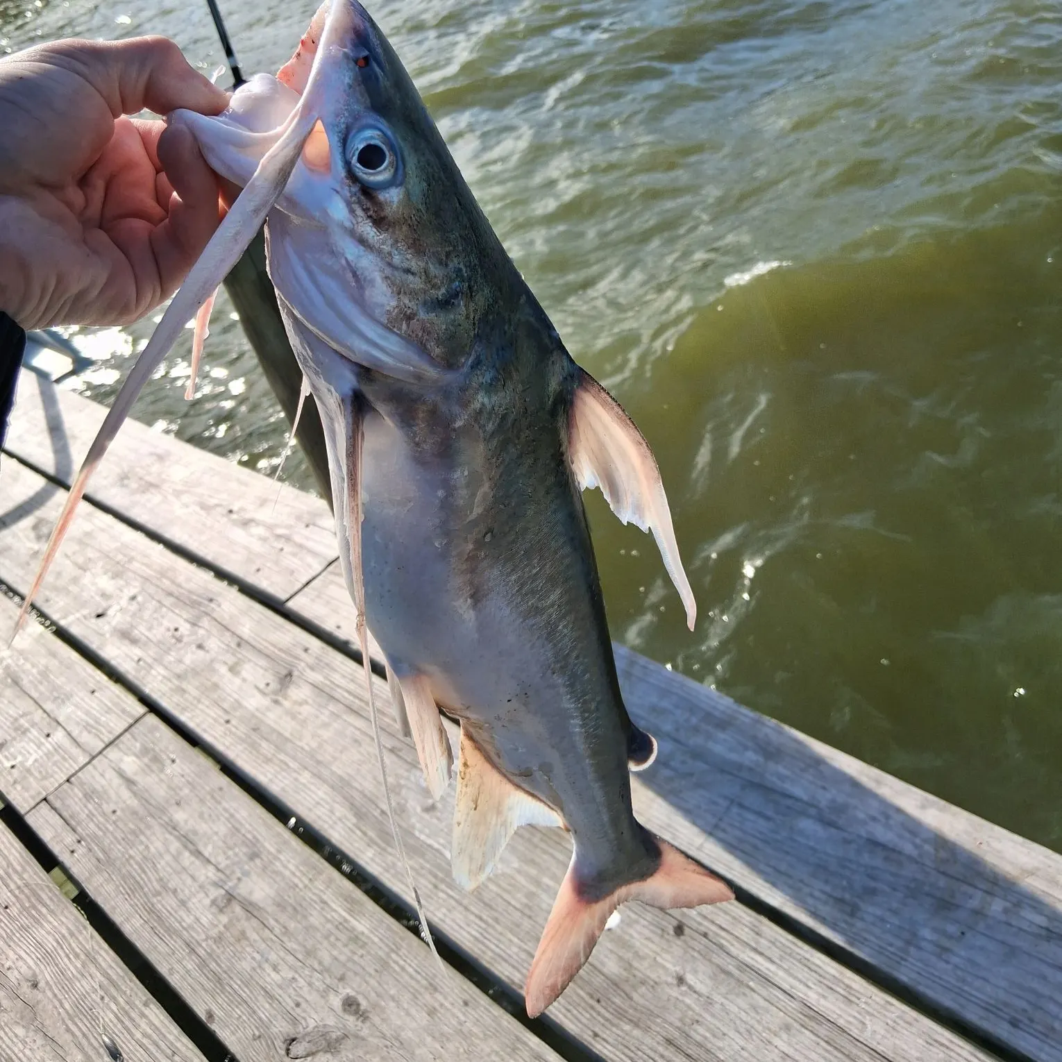 The most recent Gafftopsail sea catfish catches on Fishbrain