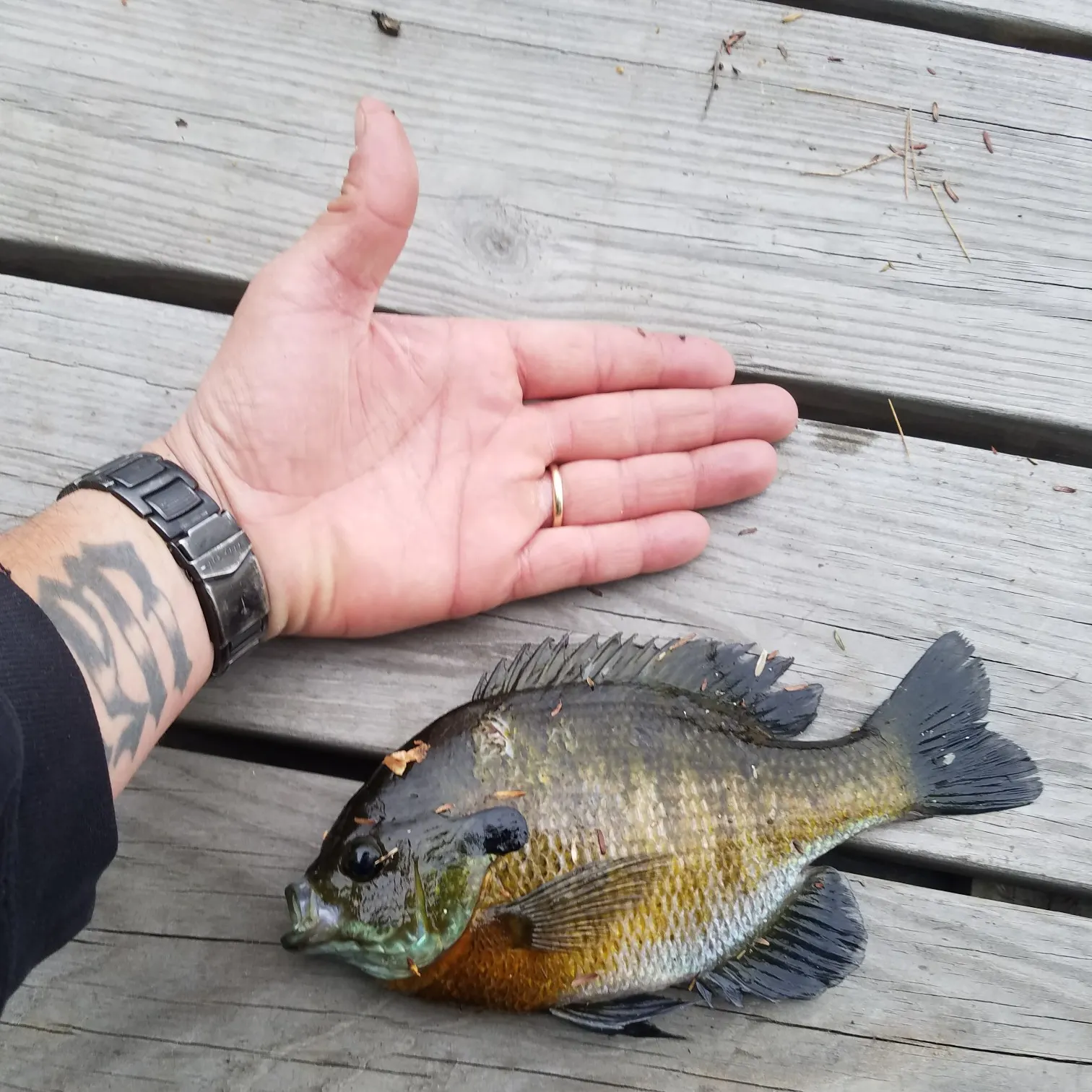 recently logged catches