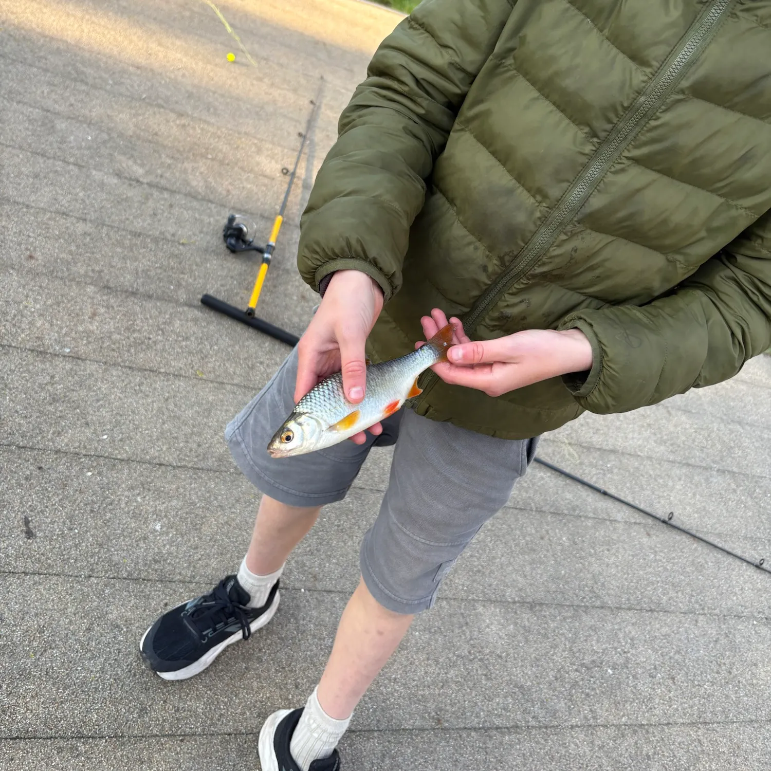 Common roach caught on Fishbrain