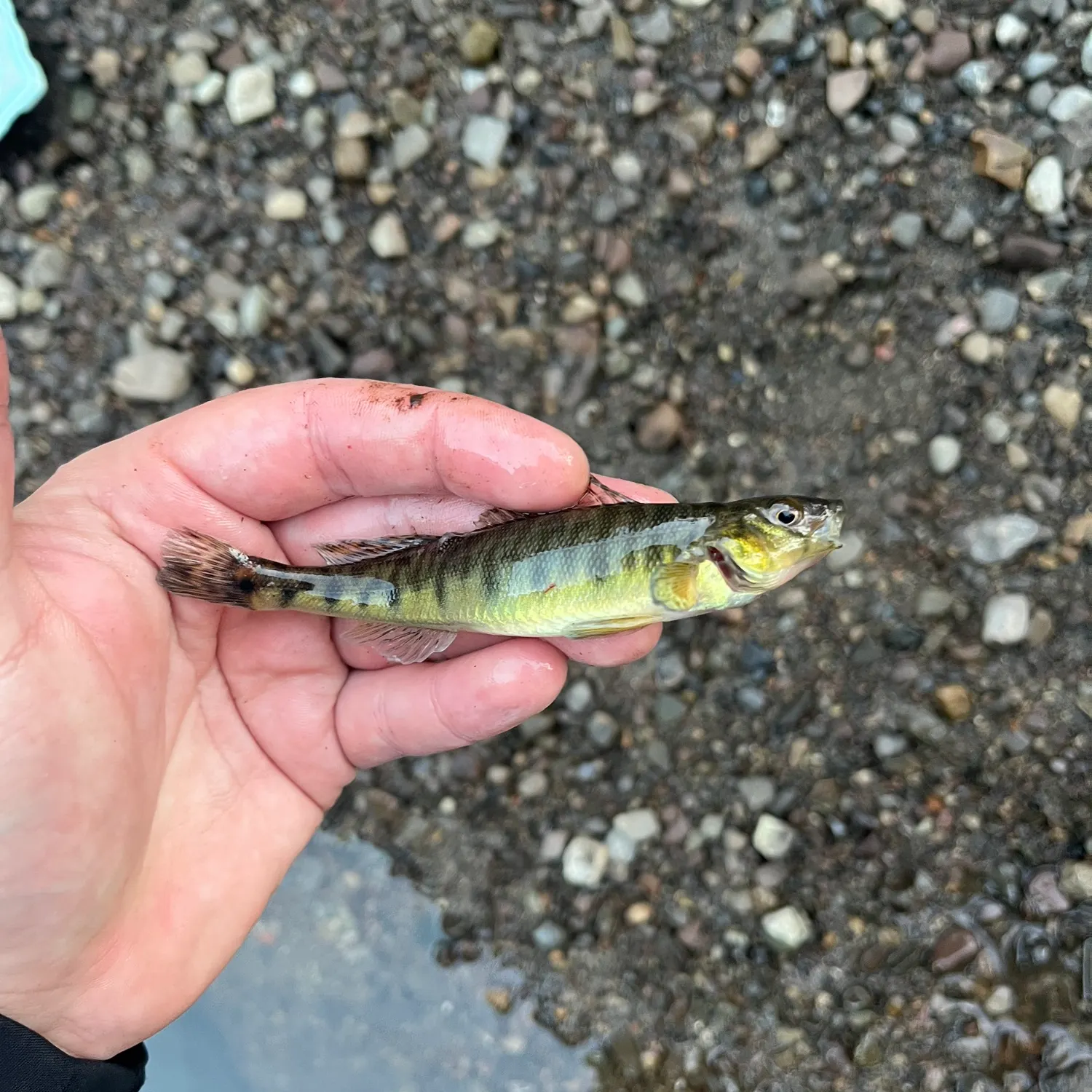 The most recent Common logperch catches on Fishbrain