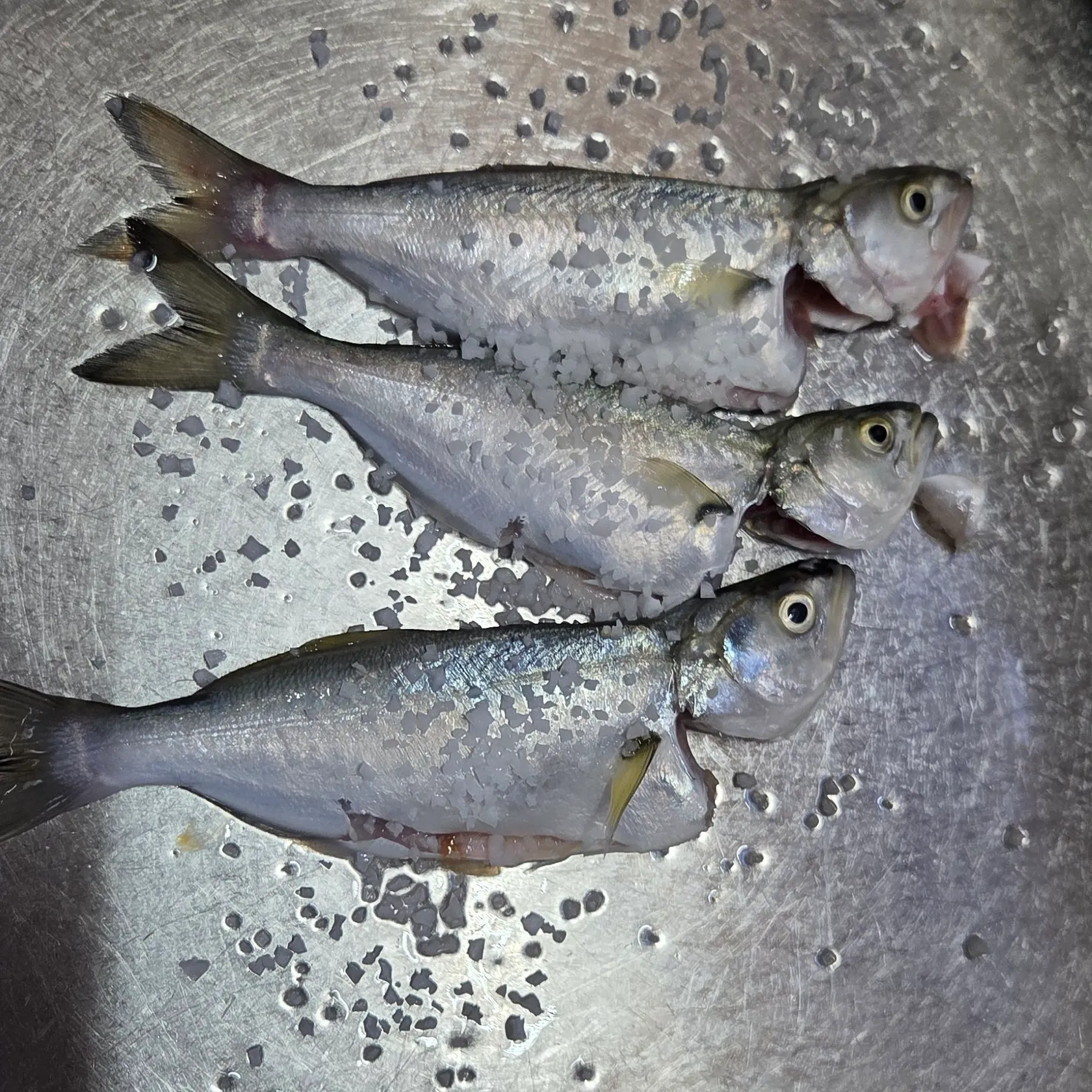 Bluefish caught on Fishbrain