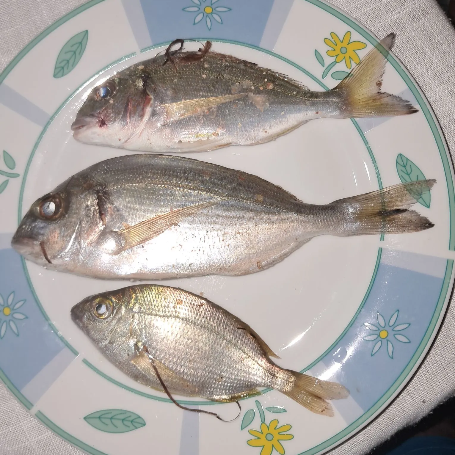 The most recent Gilthead seabream catches on Fishbrain