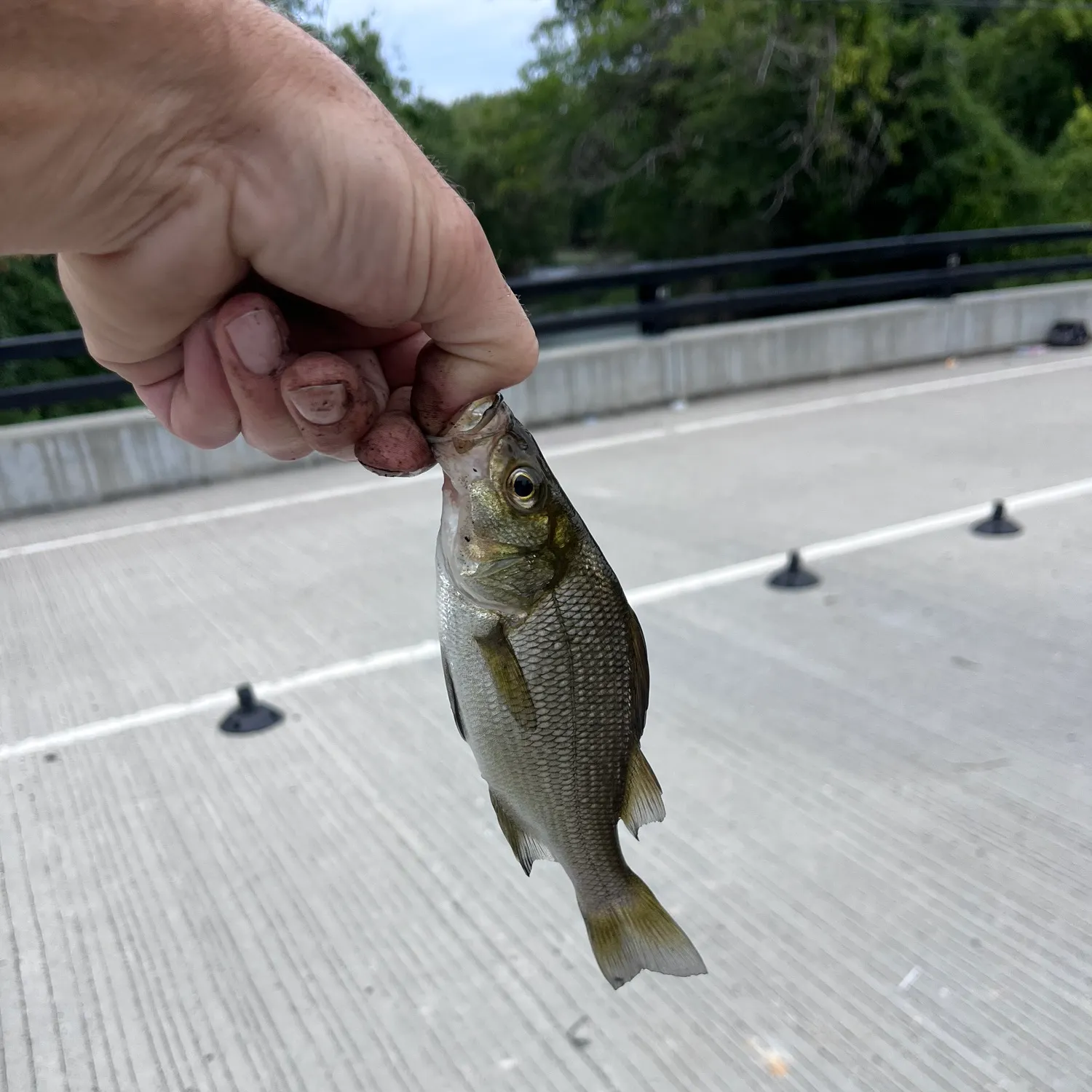 White perch caught on Fishbrain