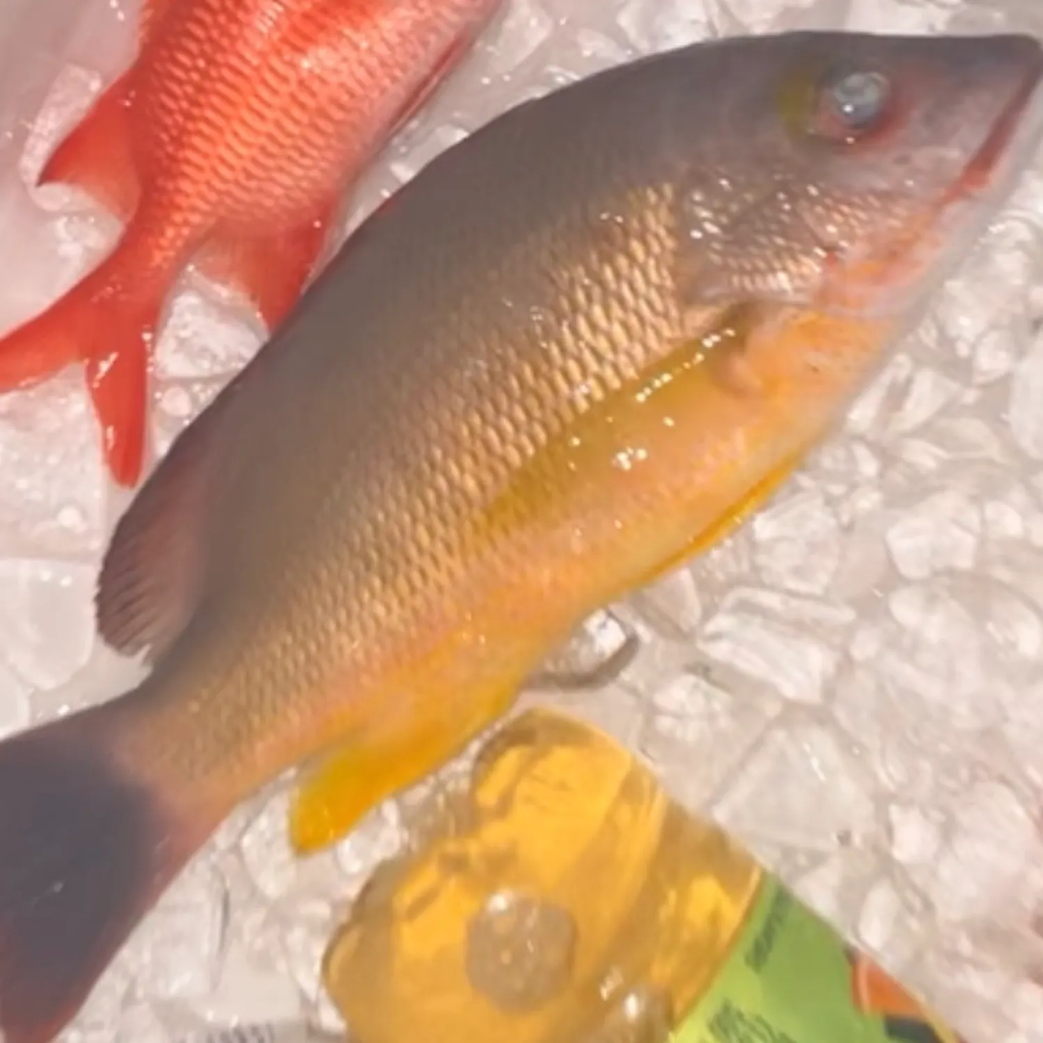 The most popular recent Blacktail snapper catch on Fishbrain