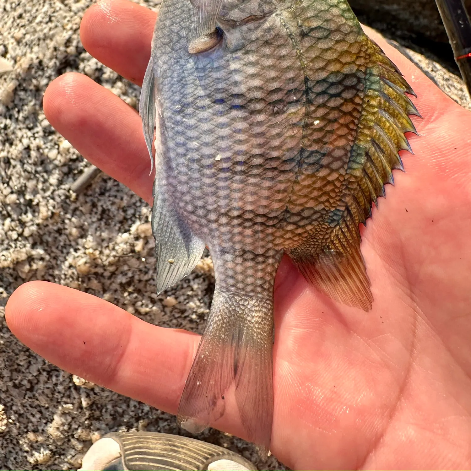The most recent Panamic sergeant major catches on Fishbrain