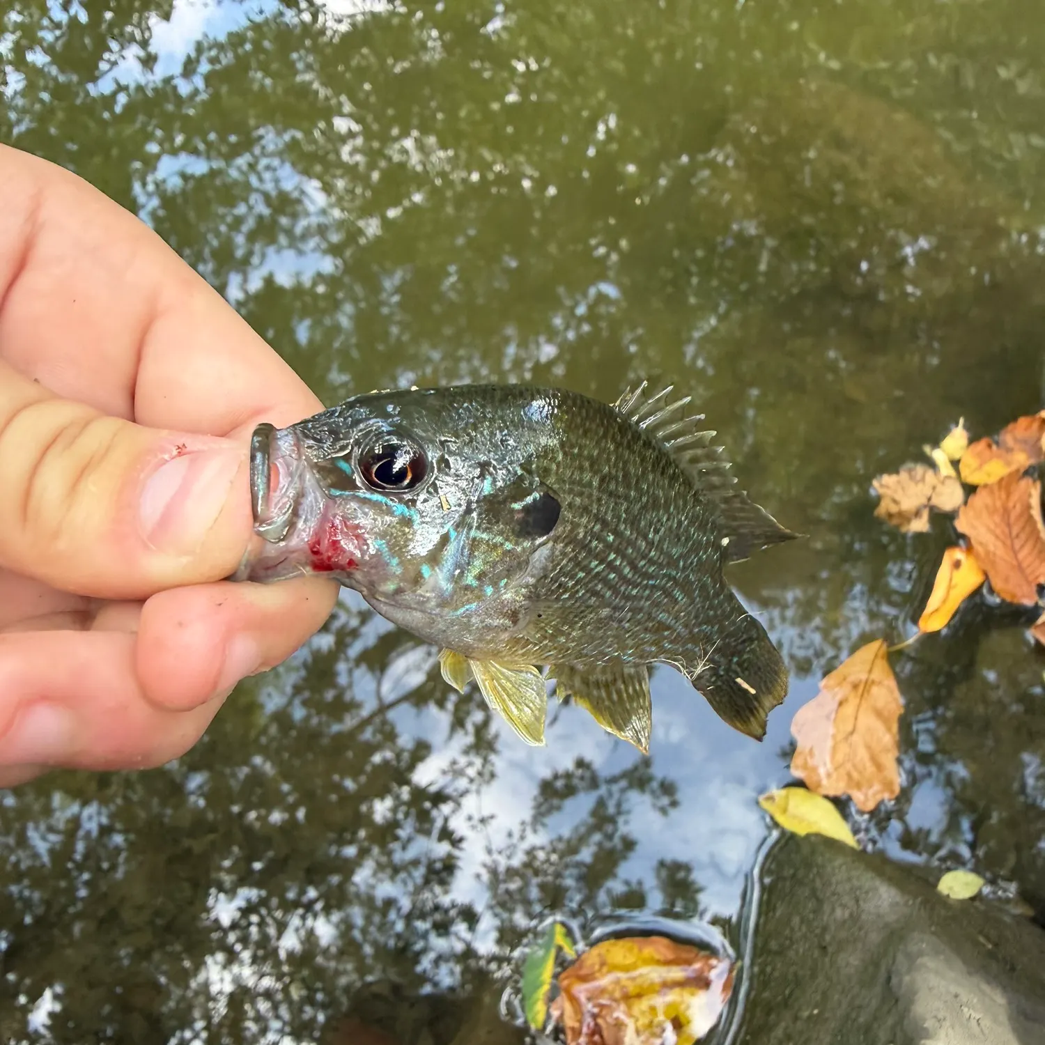 Greengill hybrid caught on Fishbrain