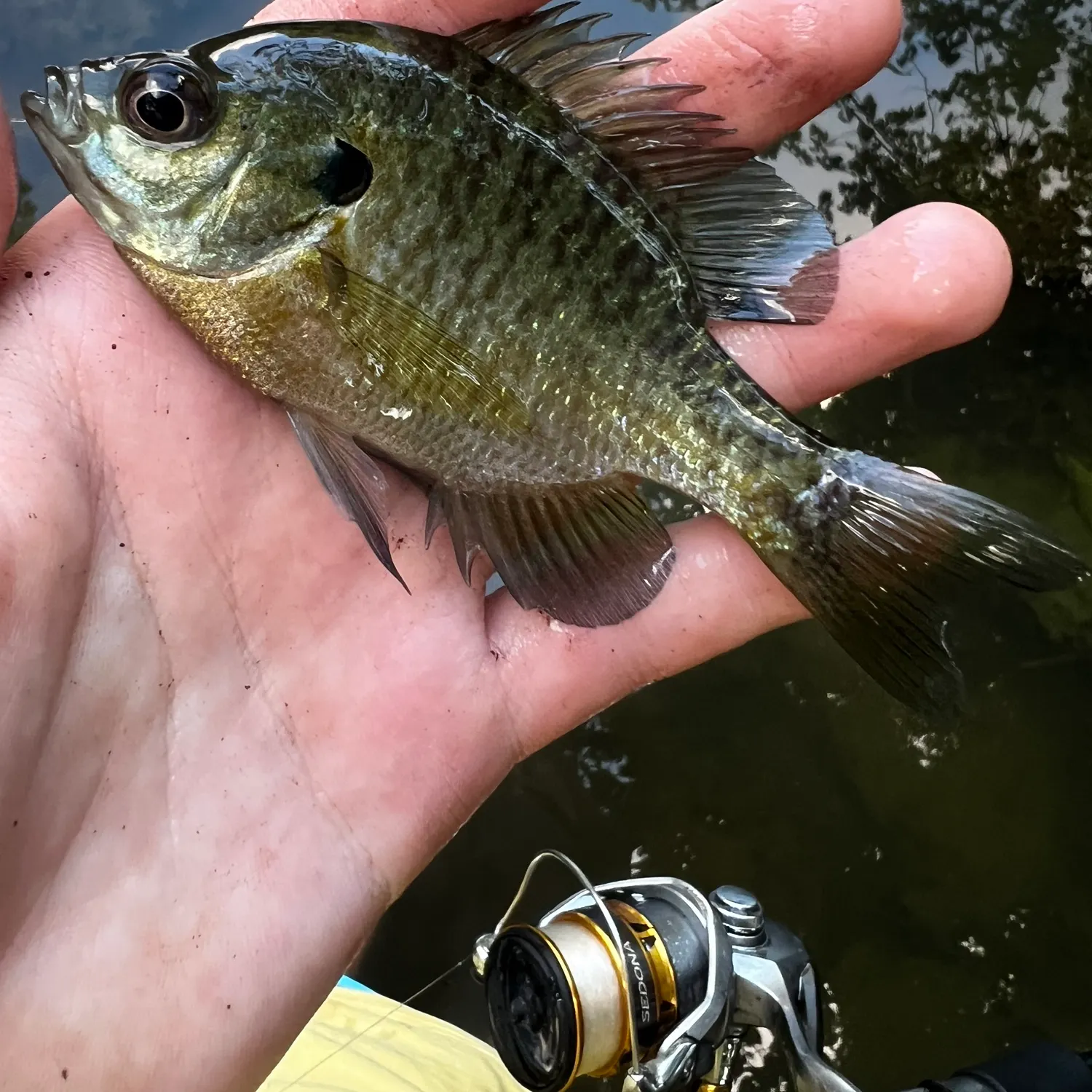 Bluegill caught on Fishbrain