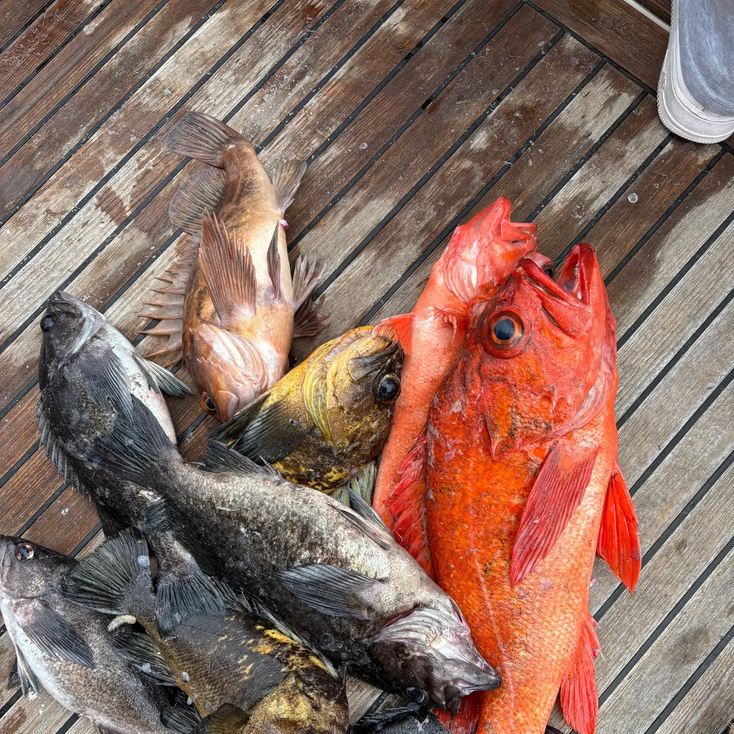 recently logged catches