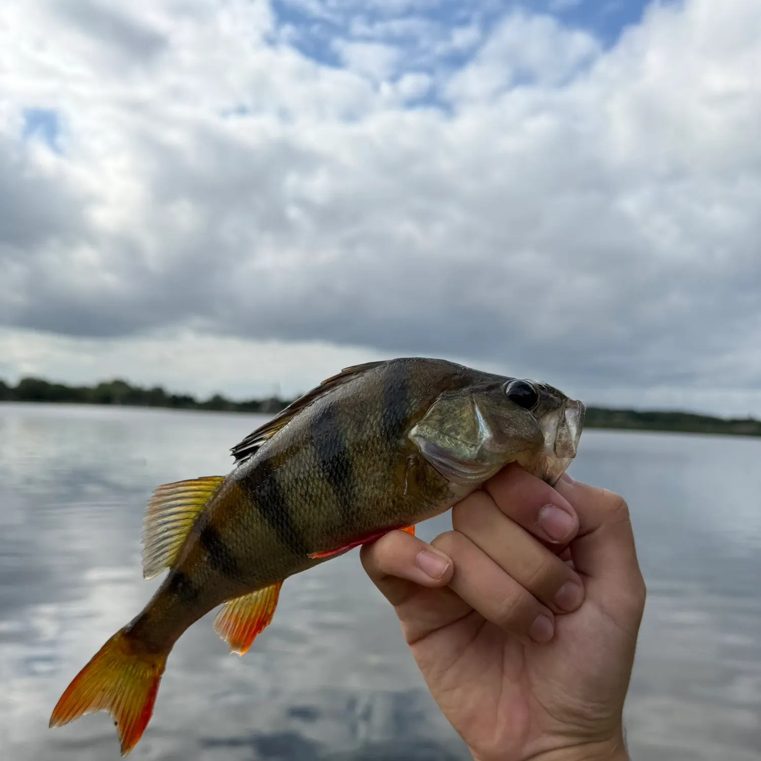 European perch caught on Fishbrain