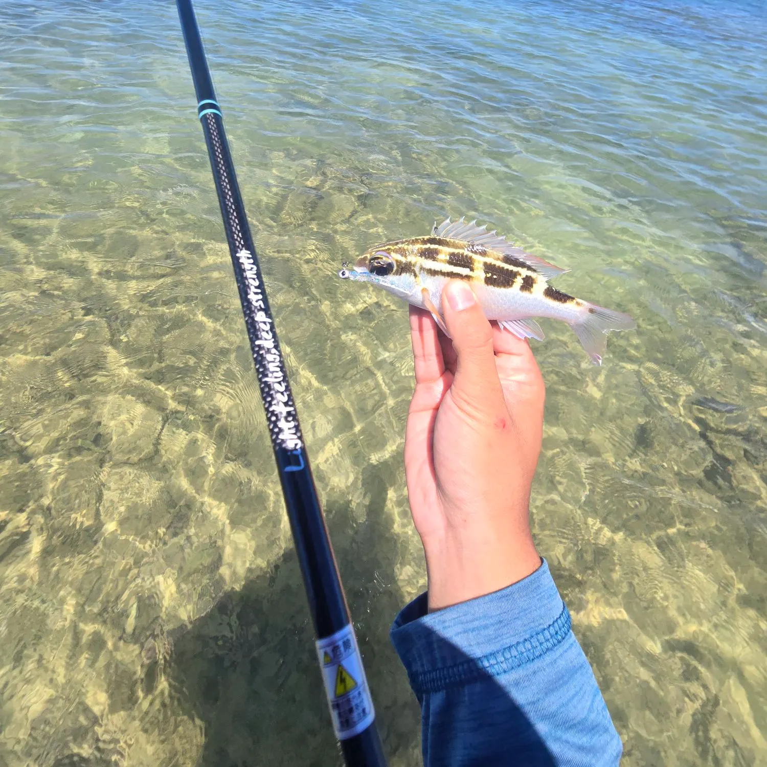The most recent Three-lined monocle bream catches on Fishbrain