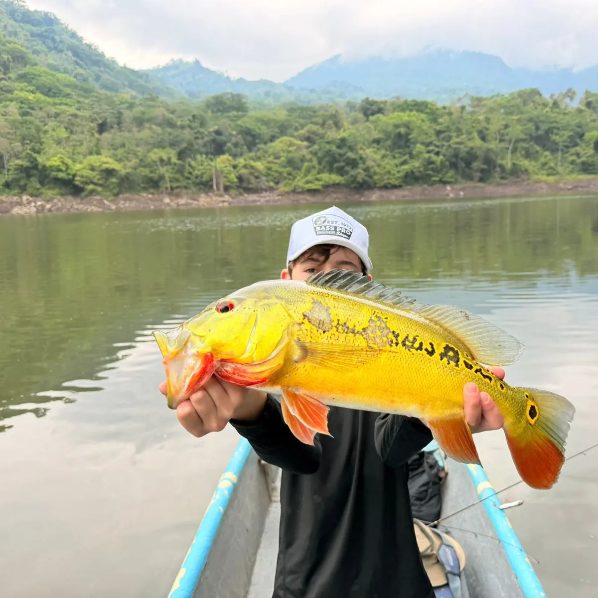 The most recent Speckled peacock bass catches on Fishbrain
