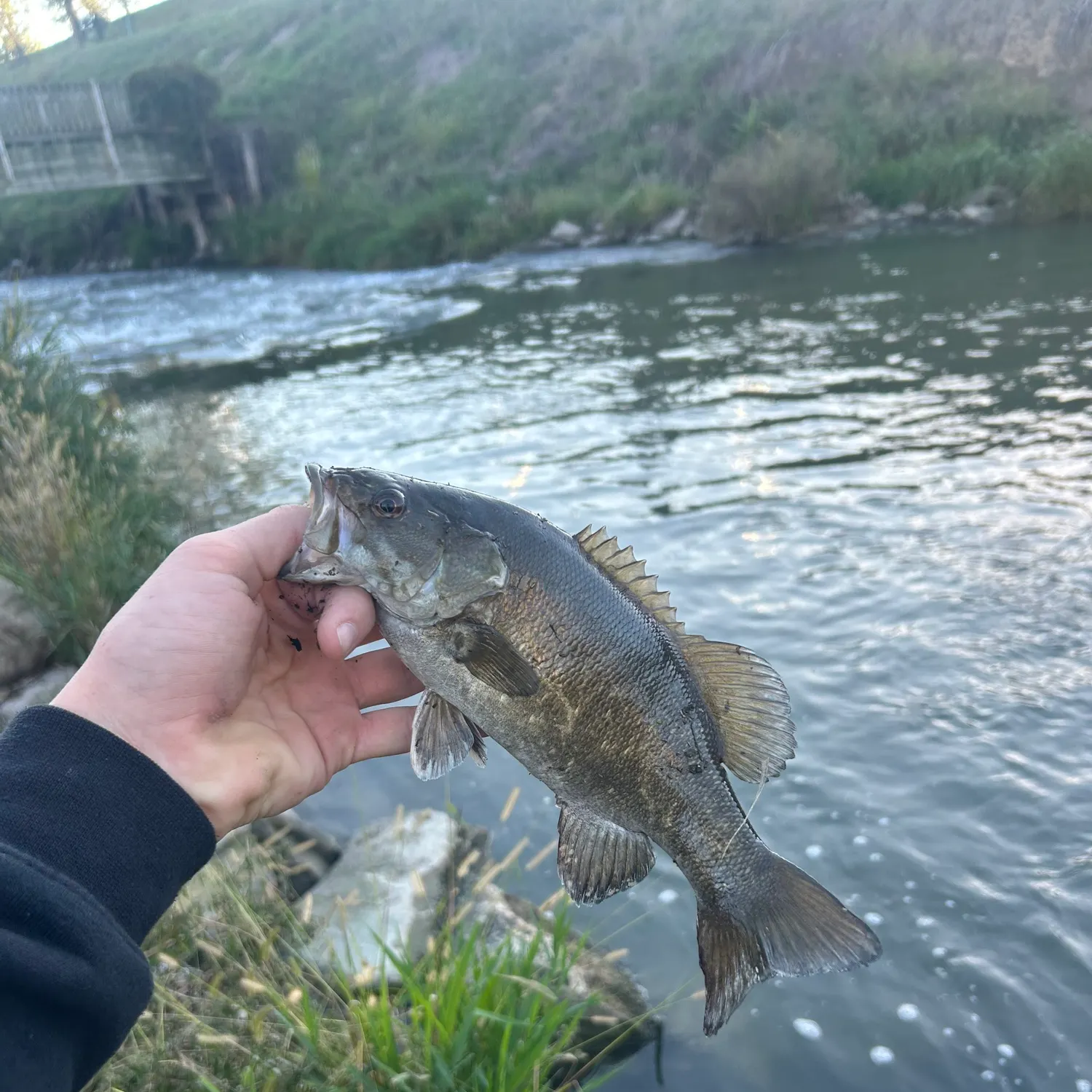 Smallmouth bass caught on Fishbrain