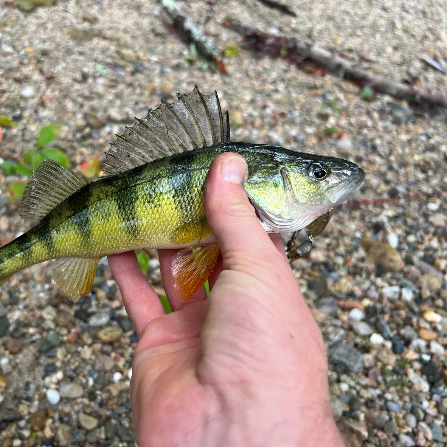 Yellow perch caught on Fishbrain