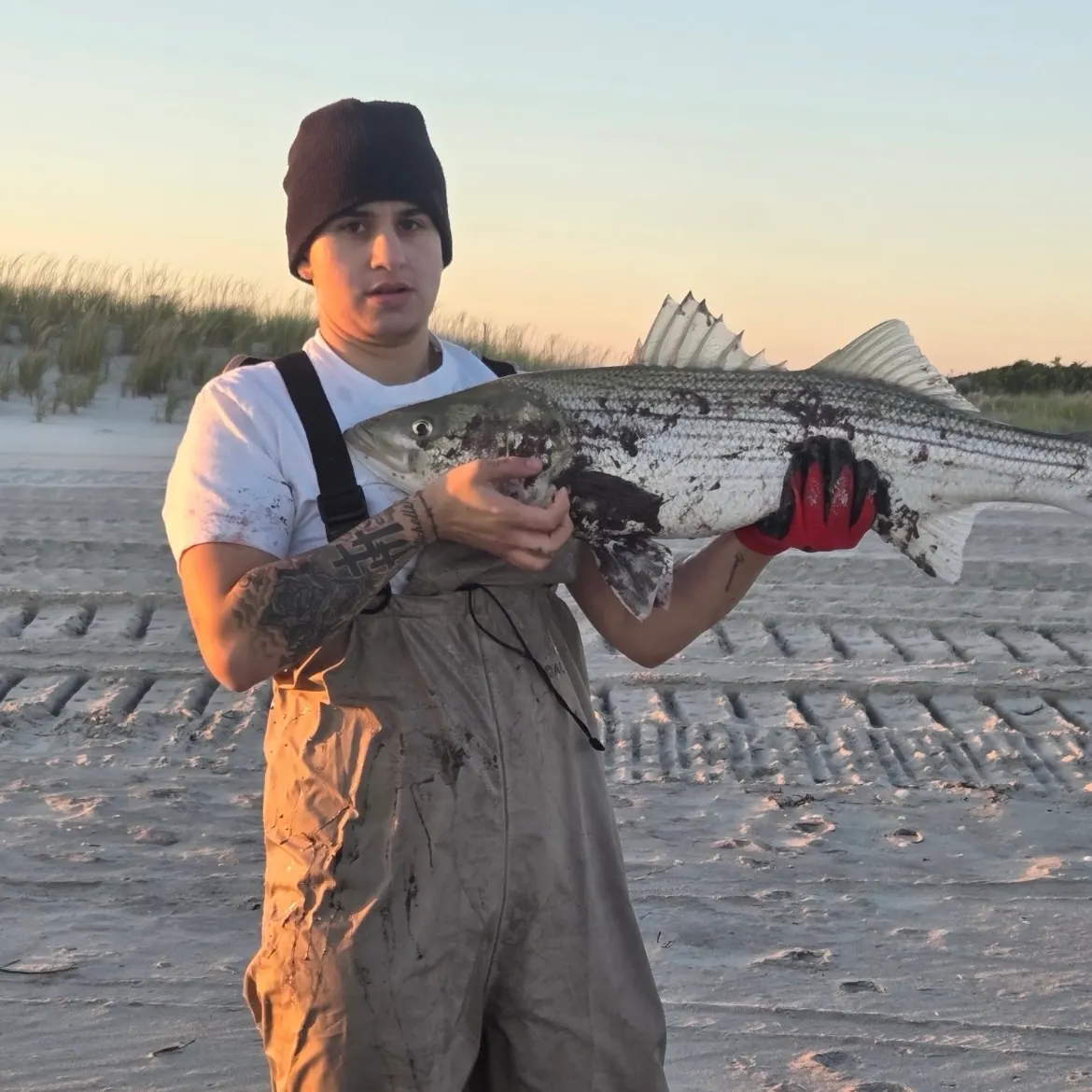 Striped bass caught on Fishbrain