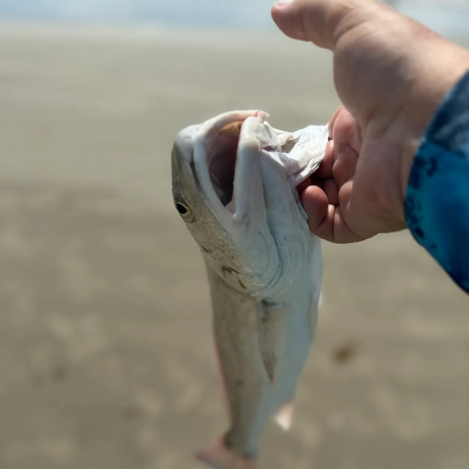 Red drum caught on Fishbrain