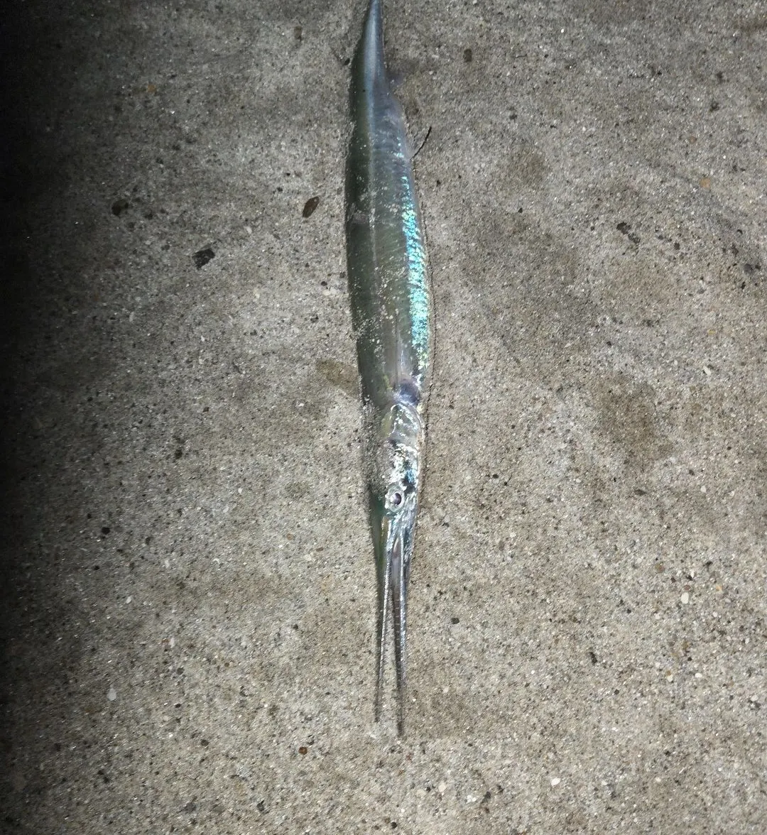 Agujon needlefish