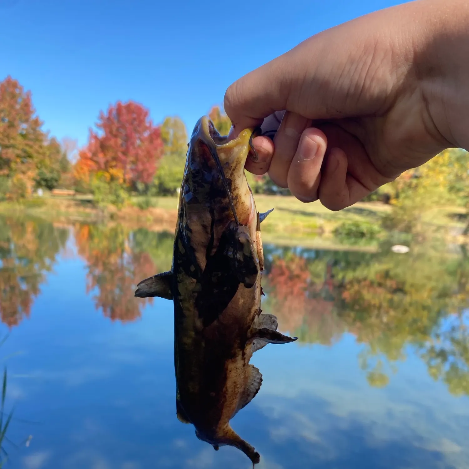 Yellow bullhead caught on Fishbrain