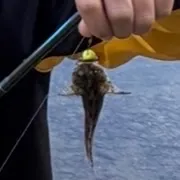 Mottled sculpin caught on Fishbrain