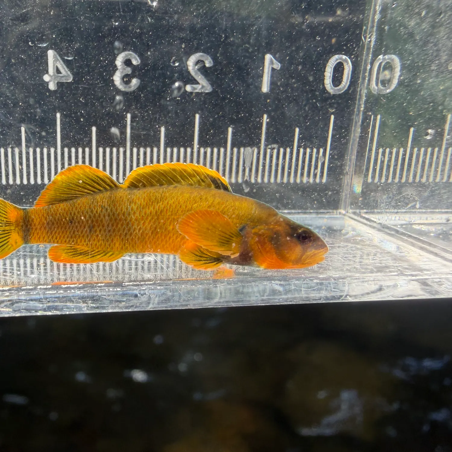 The most recent Tippecanoe darter catches on Fishbrain