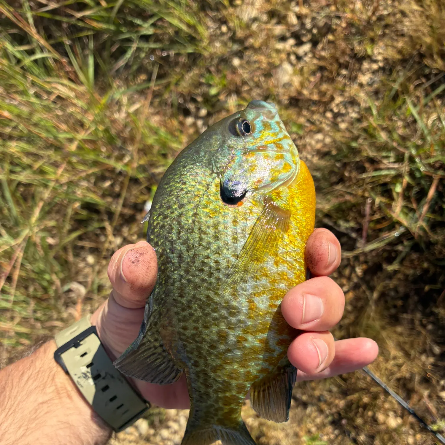 Pumpkinseed caught on Fishbrain