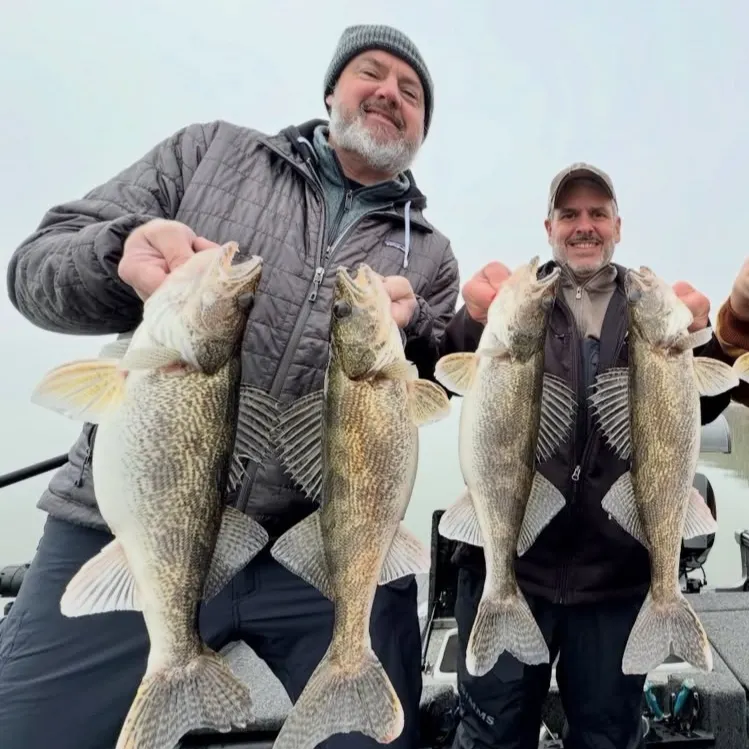 The most recent Sauger catches on Fishbrain