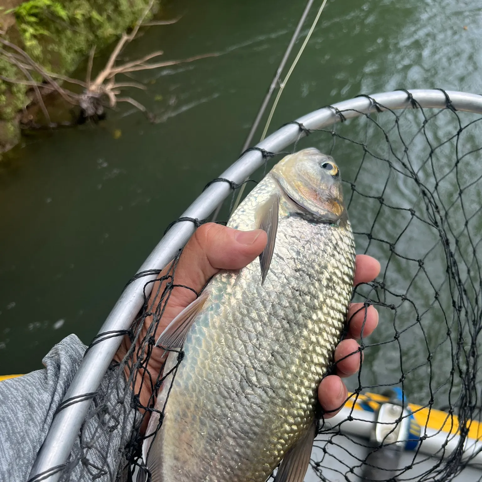 The most recent Machaca catches on Fishbrain