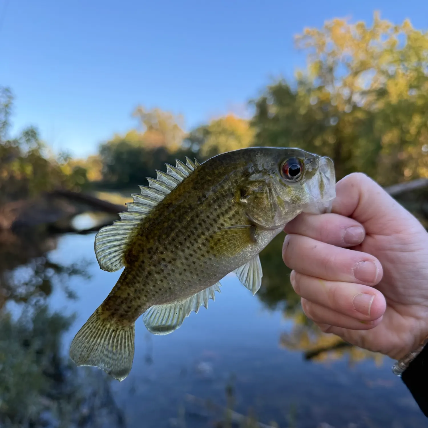 Rock bass caught on Fishbrain
