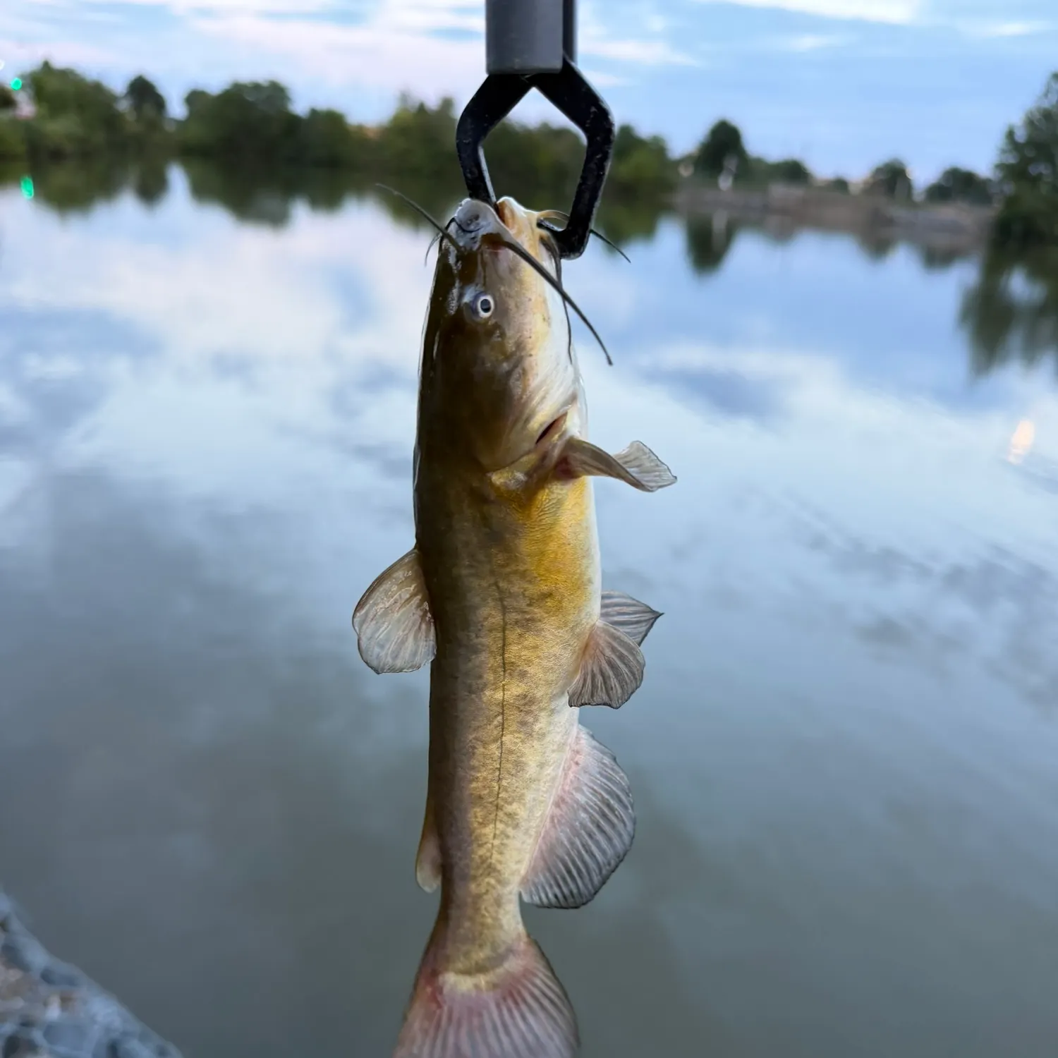 Brown bullhead caught on Fishbrain