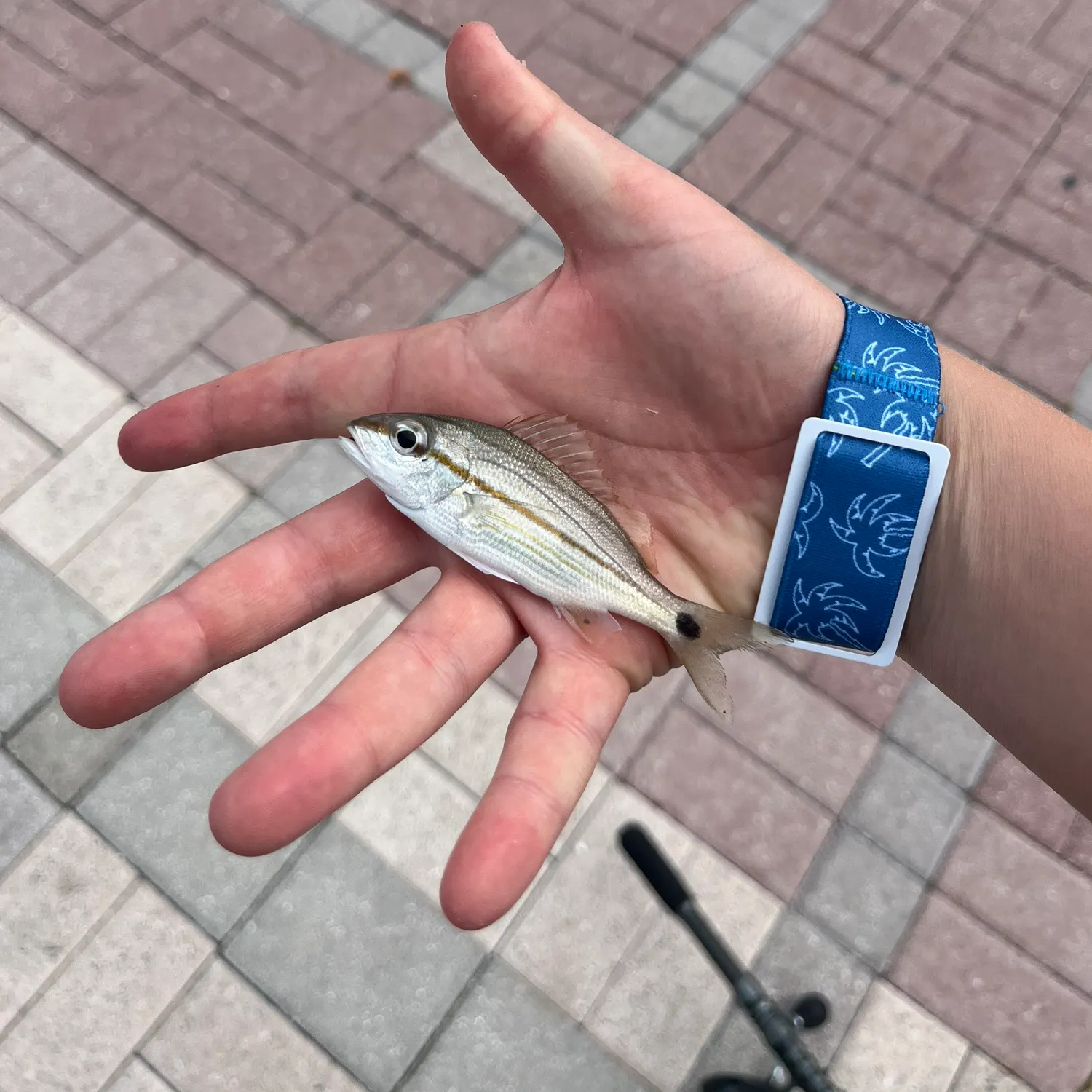 The most recent Tomtate grunt catches on Fishbrain