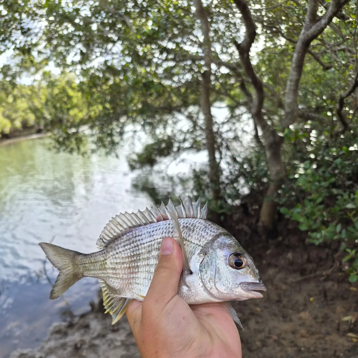 Surf bream caught on Fishbrain
