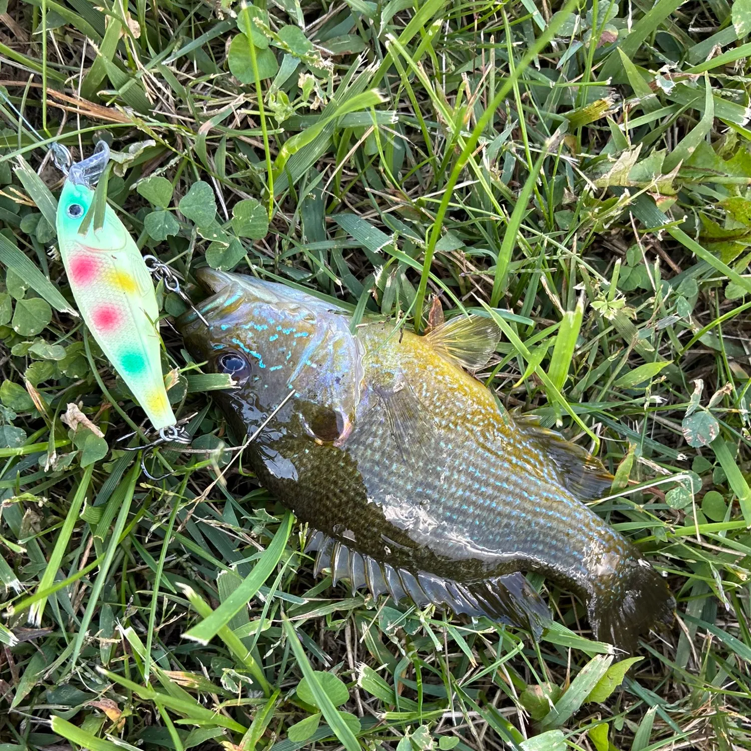 Bluegill caught on Fishbrain