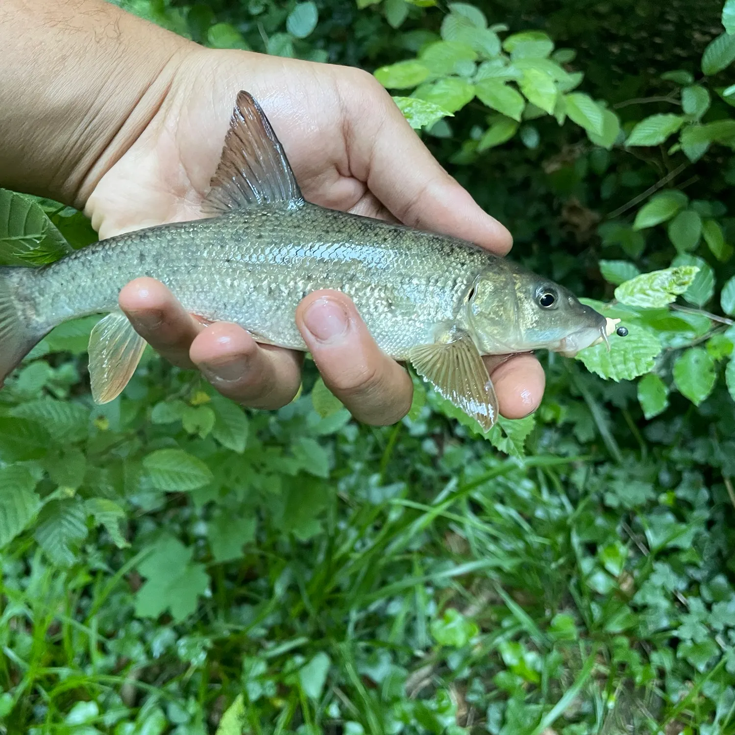 The most recent Common barbel catches on Fishbrain