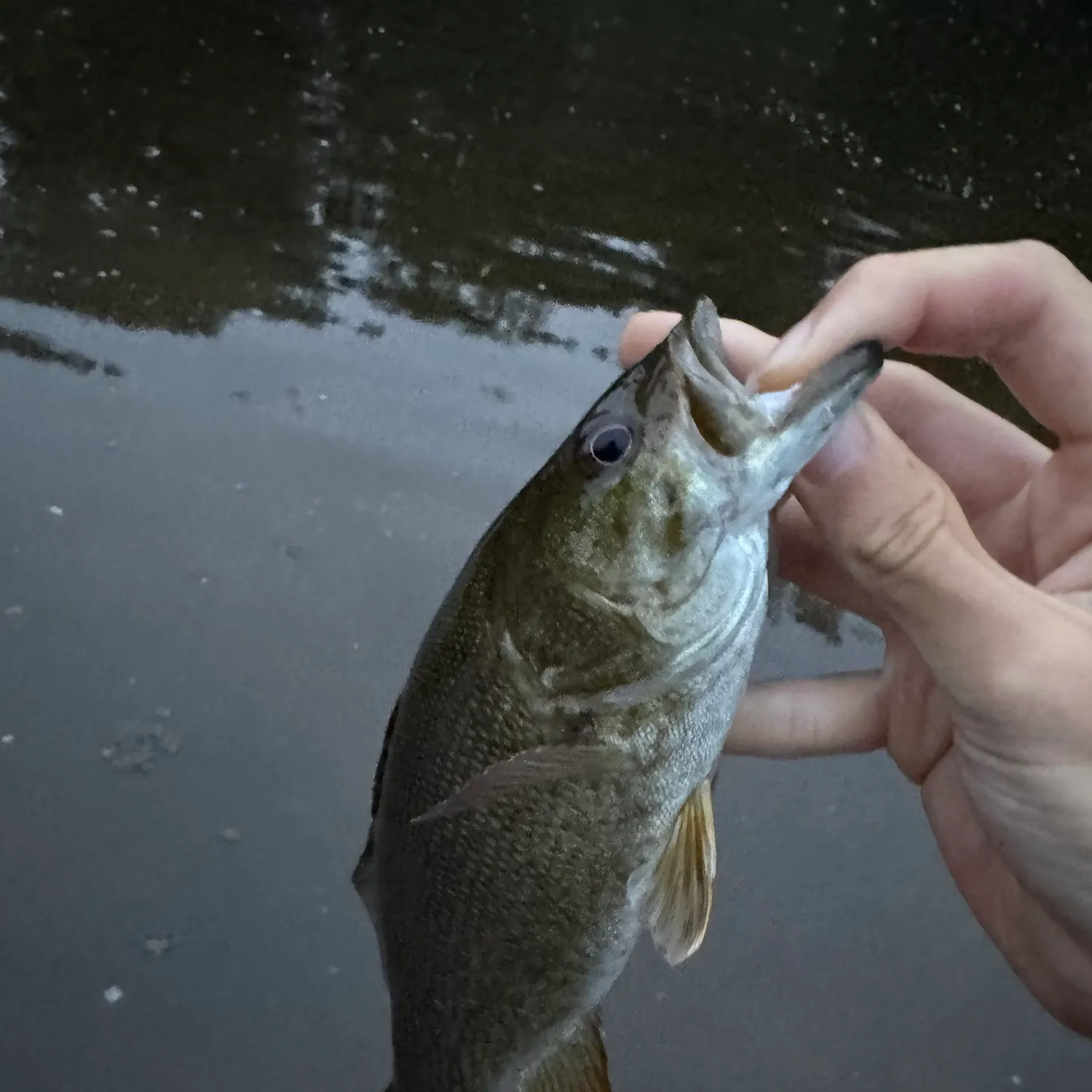 Smallmouth bass caught on Fishbrain