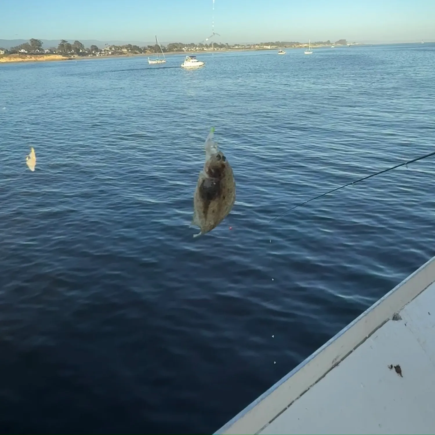 Pacific sanddab caught on Fishbrain