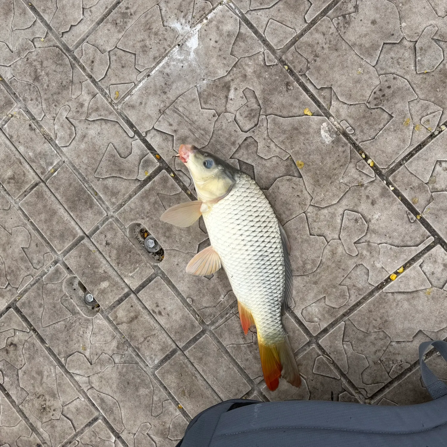 Common carp caught on Fishbrain