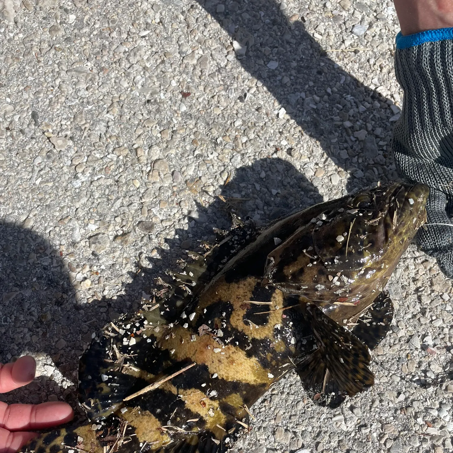 The most recent Atlantic goliath grouper catches on Fishbrain