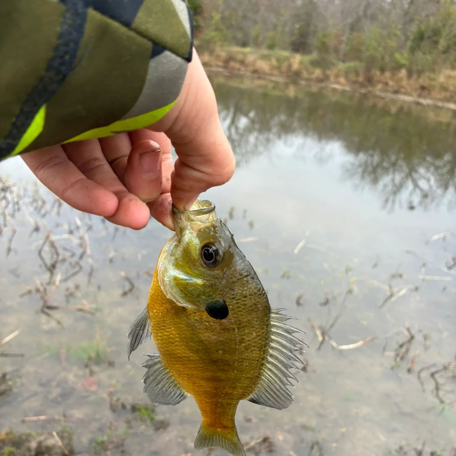 The most recent Dollar sunfish catches on Fishbrain