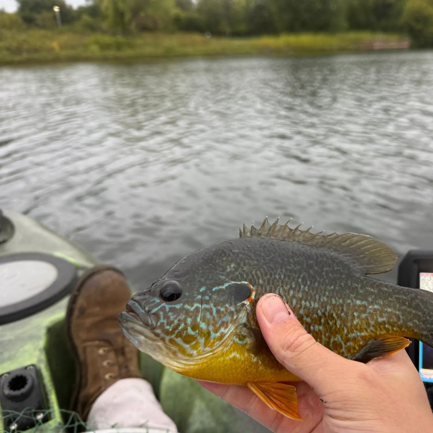 Greengill hybrid caught on Fishbrain