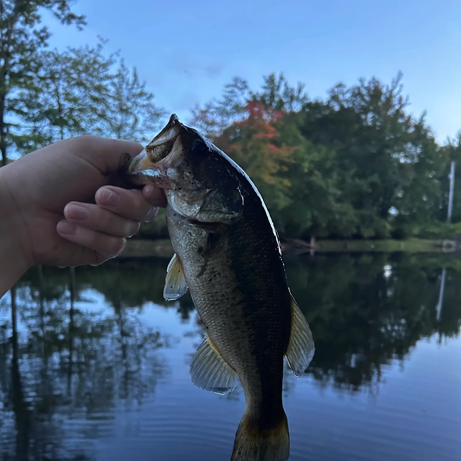 Largemouth bass caught on Fishbrain