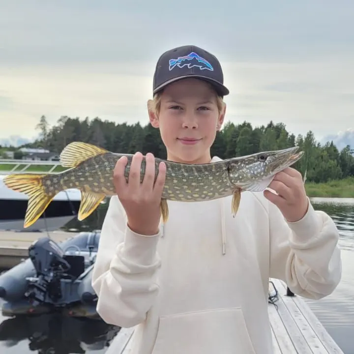 Northern pike caught on Fishbrain