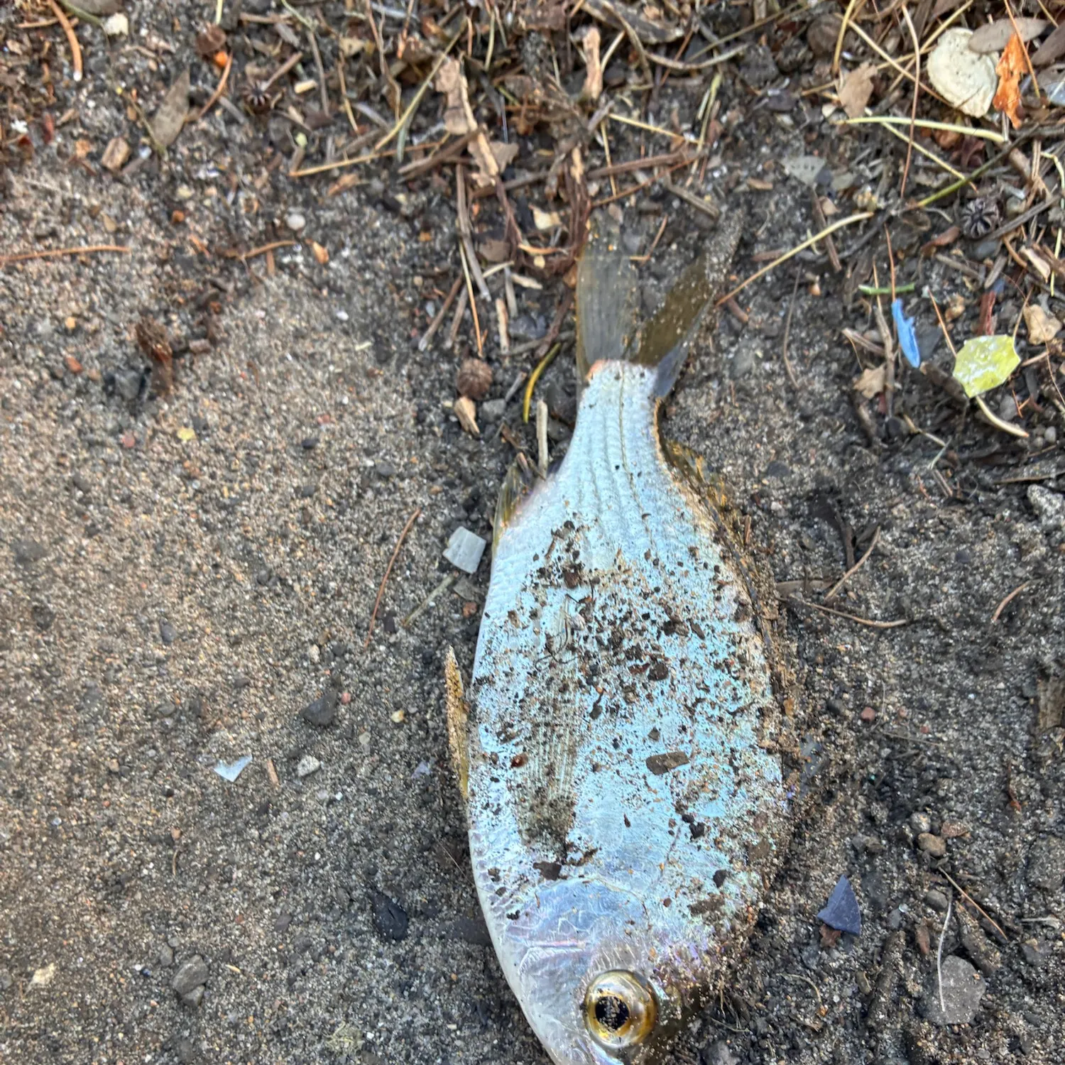 The most recent Common silver belly catches on Fishbrain