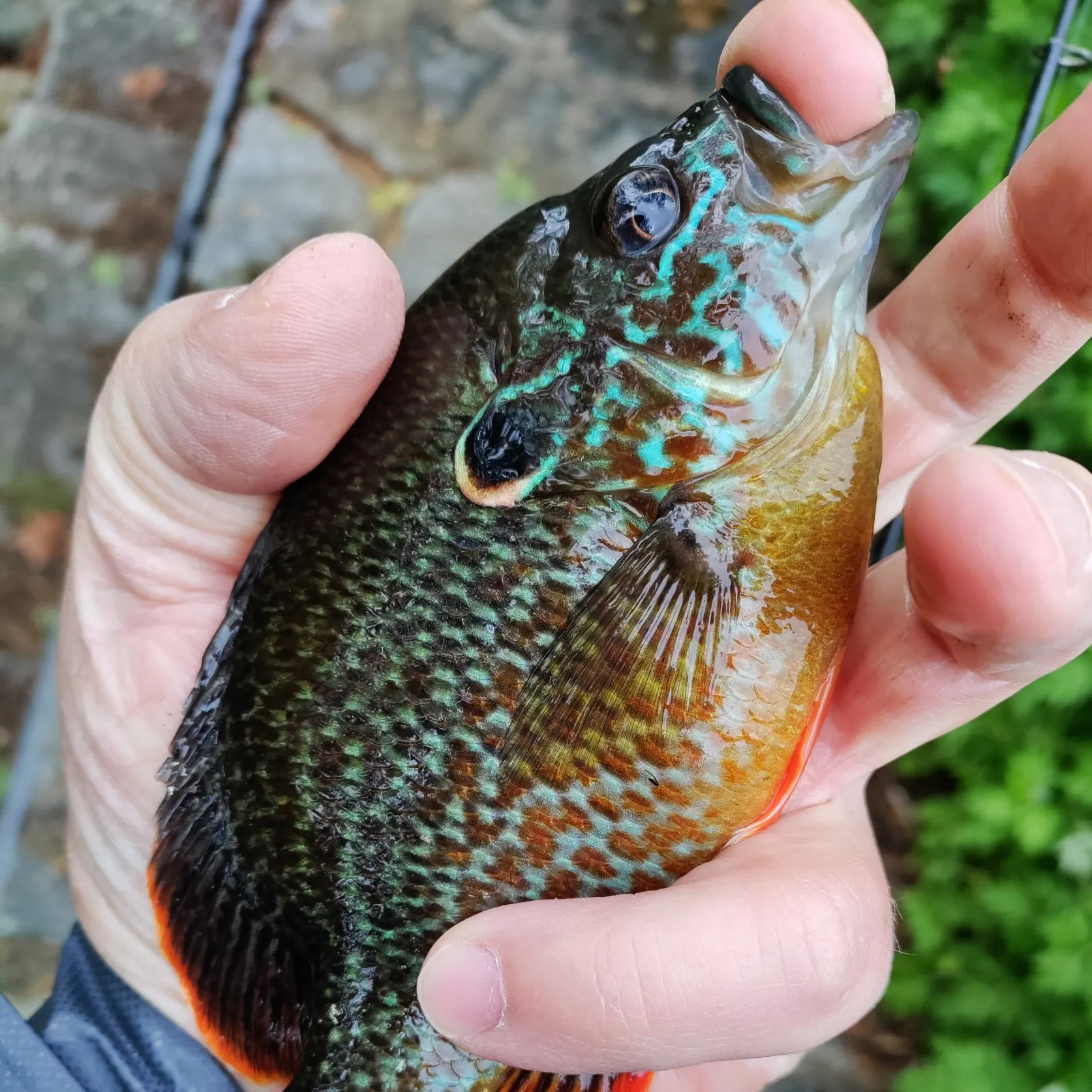 The most recent Pumpkinseed x redbreast sunfish catches on Fishbrain