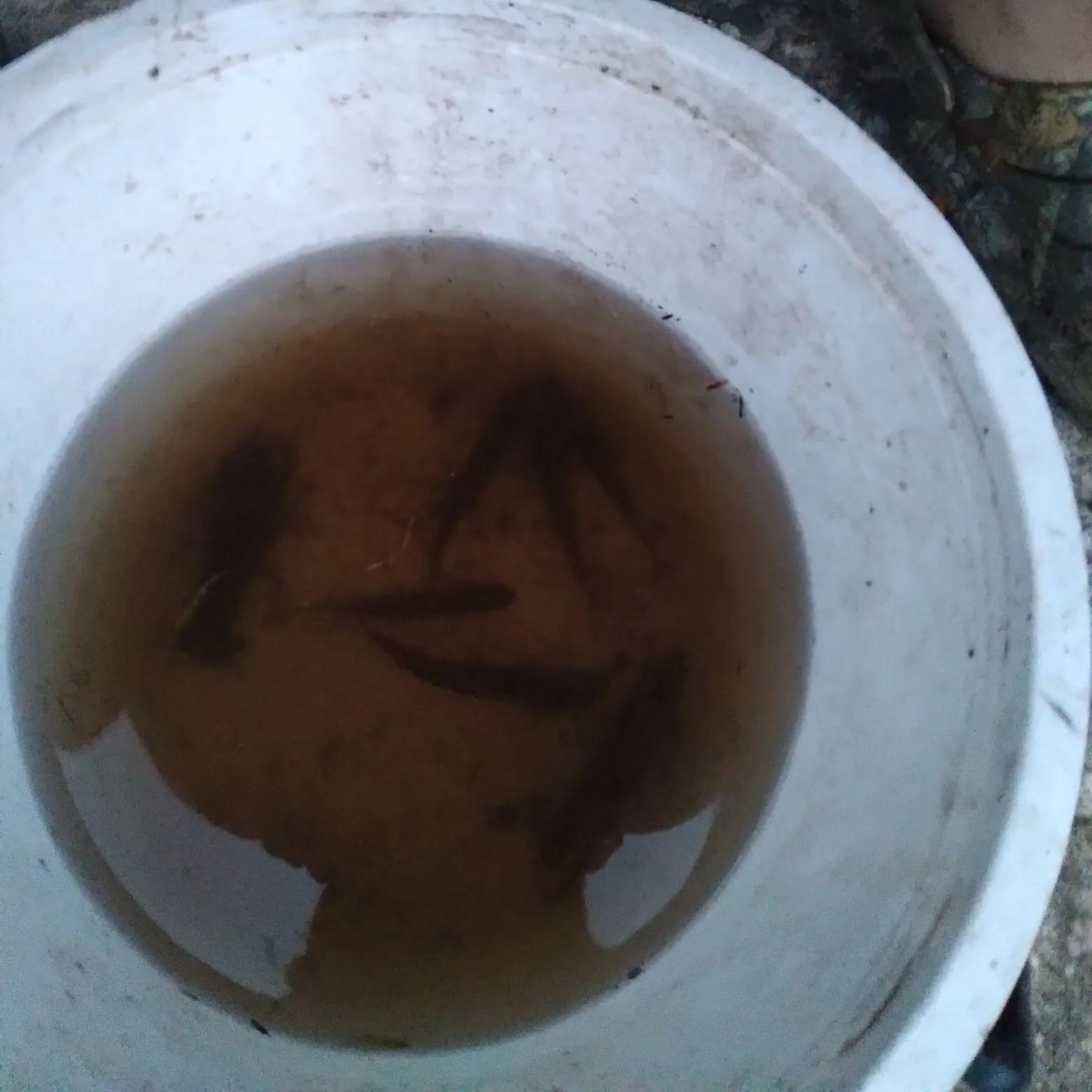 The most recent White shiner catches on Fishbrain