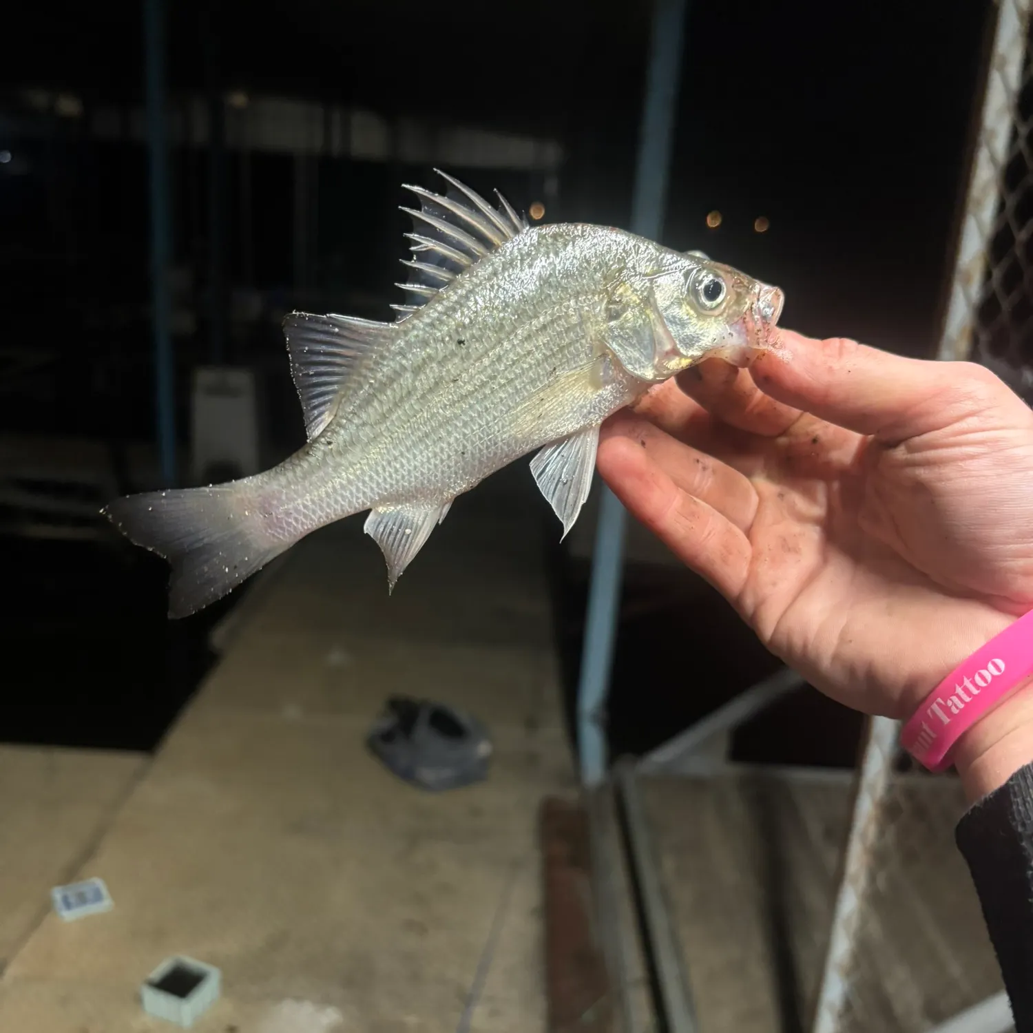 White bass caught on Fishbrain